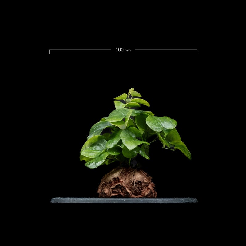 ディオスコレア 亀甲竜 / #2 【公式通販】