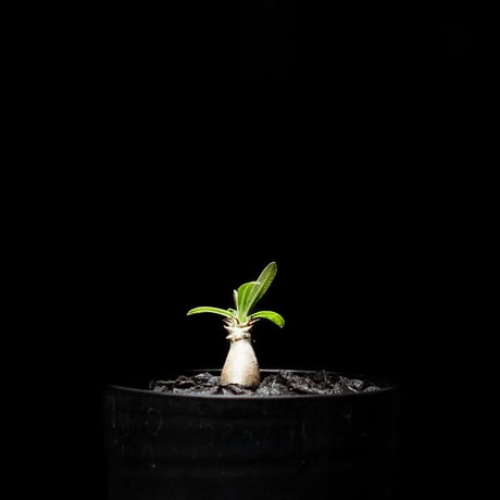 パキポディウム グラキリス / Pachypodium rosulatum var. gracilius #2
