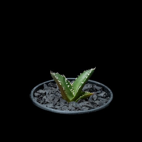 アガベ チタノタ 南アフリカダイヤモンド / Agave titanota ‘South Africa Diamond’ #2