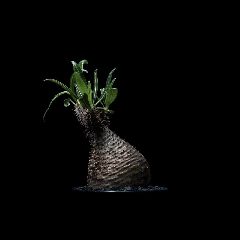 パキポディウム グラキリス / Pachypodium rosulatum var. grac