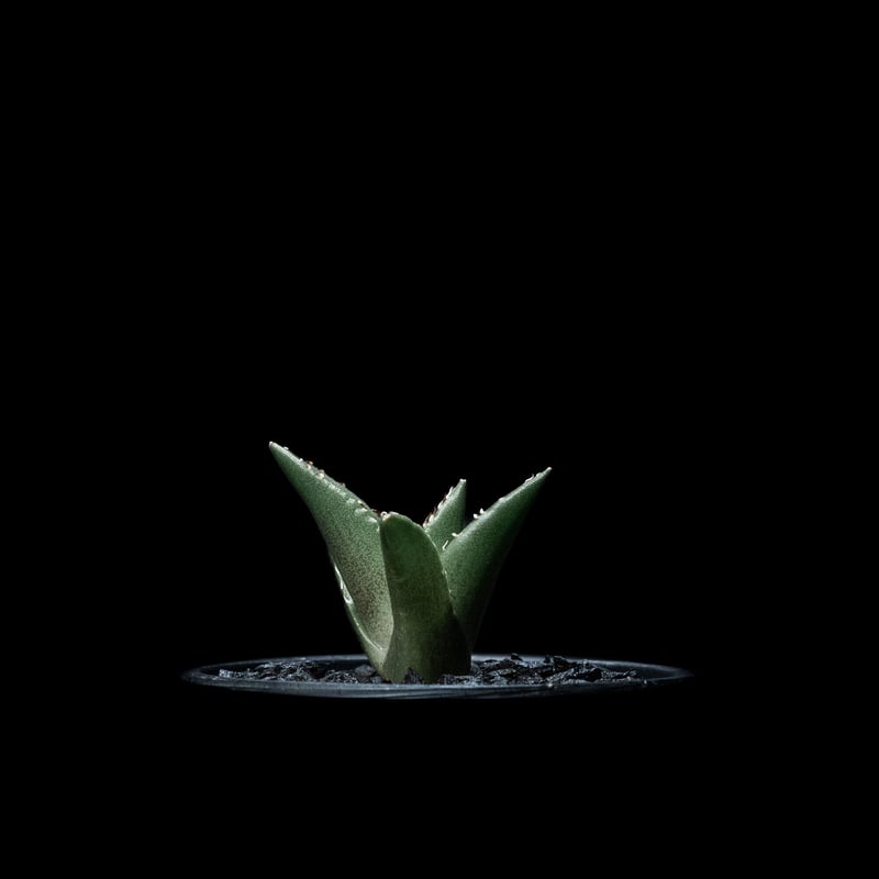 アガベ チタノタ ハデス / Agave titanota 'Hades' #5 | D アガベ チタノタ ハデス / Agave titanota 'Hades' #5 | D