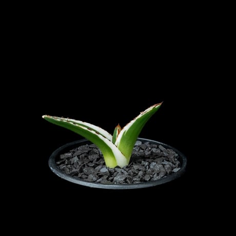 アガベ 氷山 / Agave victoriae-reginae ‘Hyouzan’ #2