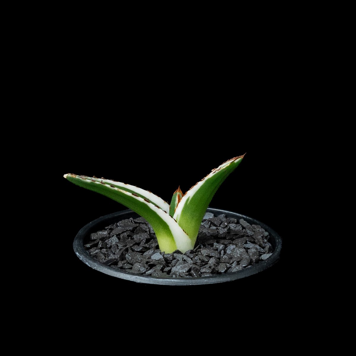 アガベ 氷山 / Agave victoriae-reginae 'Hyouzan' #2 |