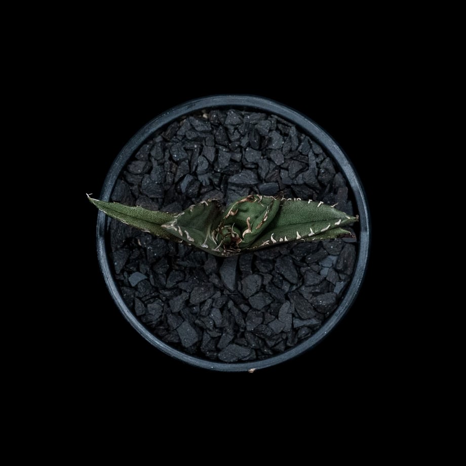 64faa60300d7d5005d1f6944