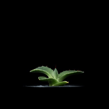 アガベ パリー トルンカータ / Agave parryi var. truncata #4