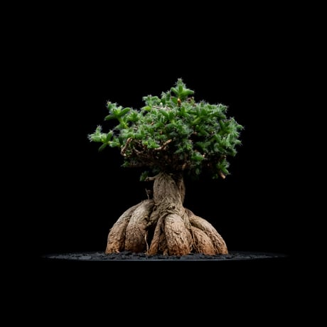 トリコディアデマ ブルボスム / Trichodiadema bulbosum #7