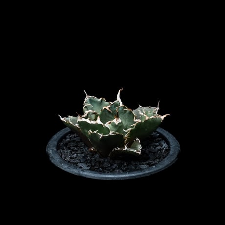 アガベ チタノタ 白鯨 / Agave titanota ‘White Whale’ #8