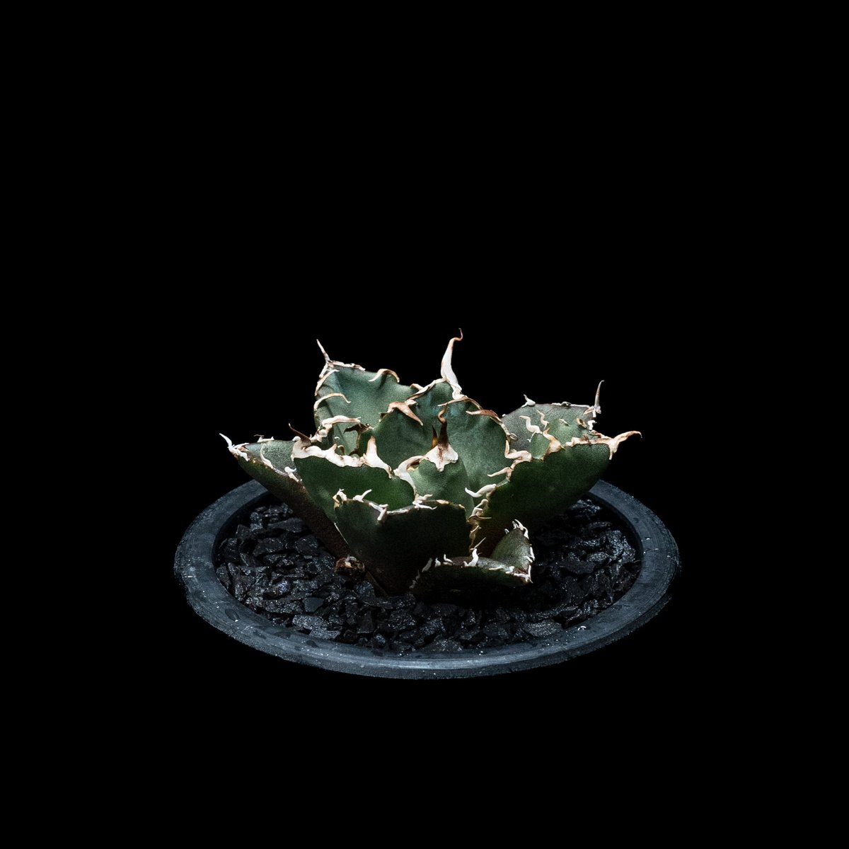 アガベ チタノタ 白鯨 / Agave titanota 'White Whale' #8 |