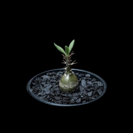 パキポディウム サキュレンタム / Pachypodium Succulentum