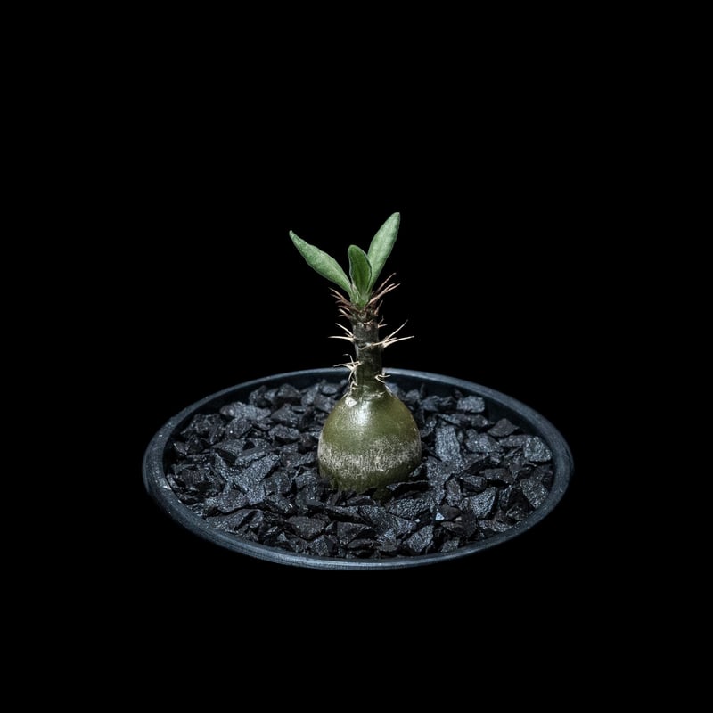 パキポディウム サキュレンタム / Pachypodium Succulentum | Duc