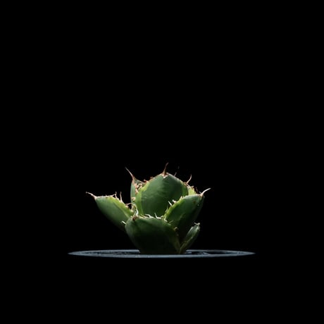 アガベ チタノタ ナンバーワン錦 / Agave titanota ‘No.1 Nishiki’ #1