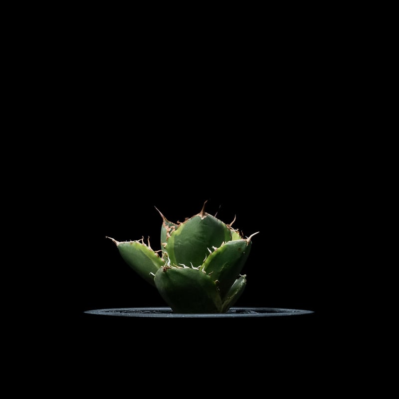 アガベ チタノタ ナンバーワン錦 / Agave titanota 'No.1 Nishiki