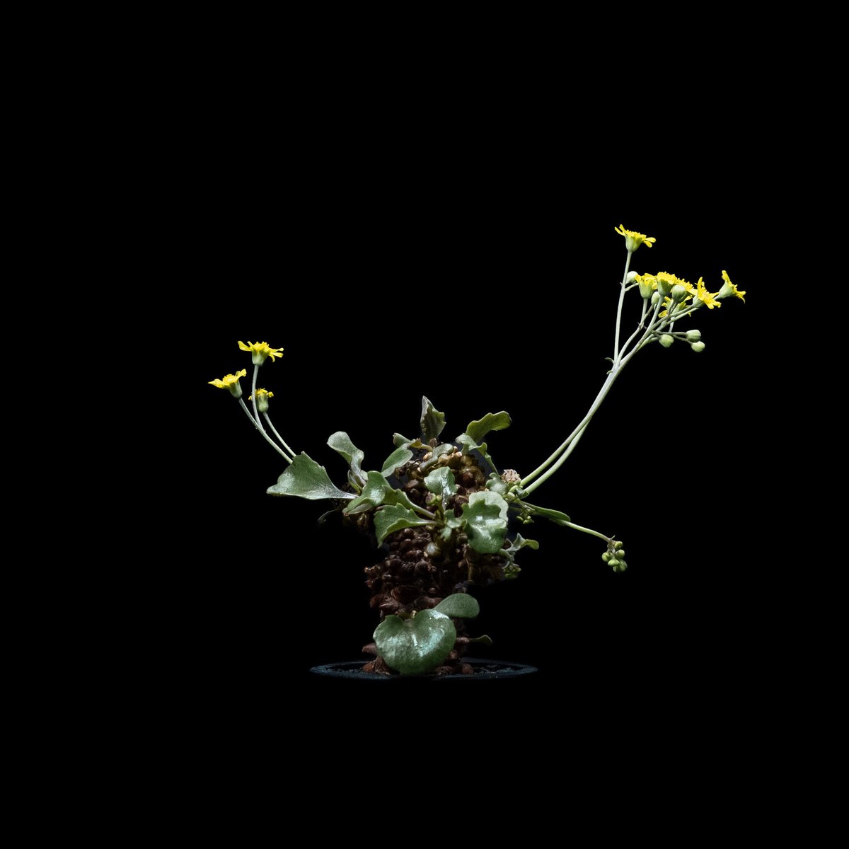 オトンナ ヘレー / Othonna herrei #1 | Ducks ( plants. )