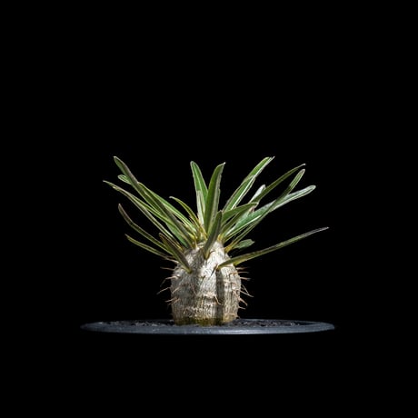 パキポディウム グラキリス / Pachypodium rosulatum var. gracilius #69