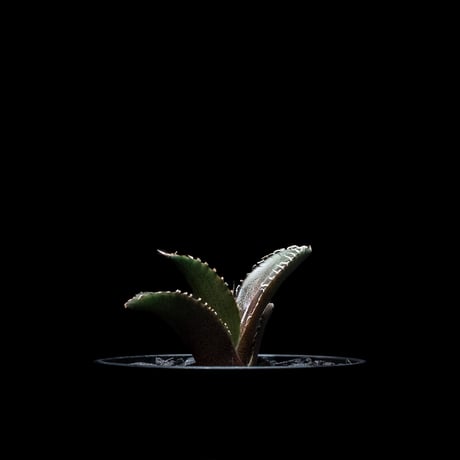 アガベ チタノタ レッド・キャットウィーズル / Agave titanota ‘Red Catweazle’ #4