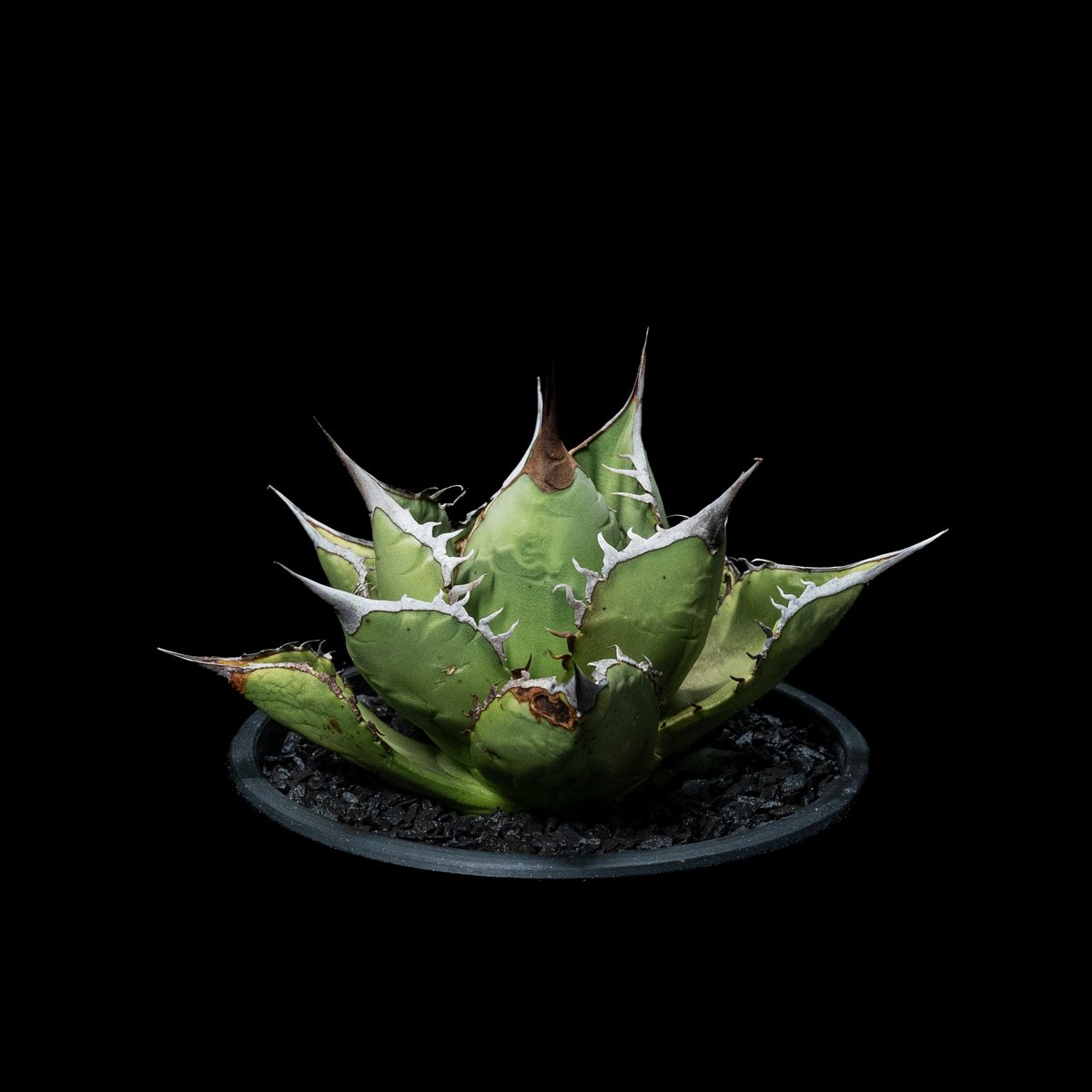 アガベ チタノタ 黒桃 / Agave titanota 'Spade' #1 | Ducks