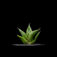 アガベ チタノタ ナンバーワン錦 / Agave titanota 'No.1 Nishiki