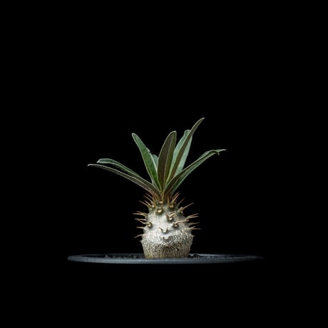 パキポディウム グラキリス / Pachypodium rosulatum var. gracilius #54