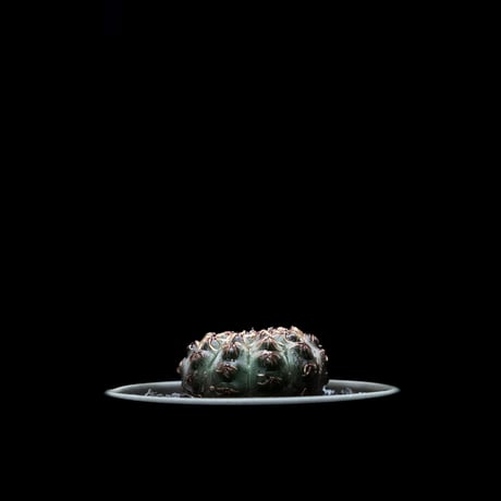 ギムノカリキウム 瑞昌玉 [黒刺タイプ] / Gymnocalycium stellatum var. kleinianum