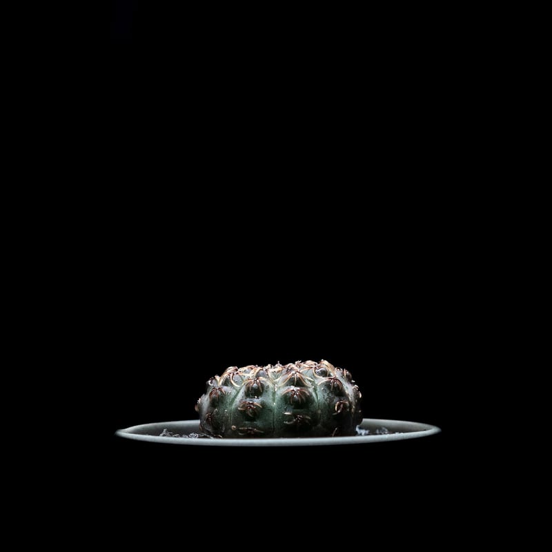 ギムノカリキウム 瑞昌玉 [黒刺タイプ] / Gymnocalycium stellatum