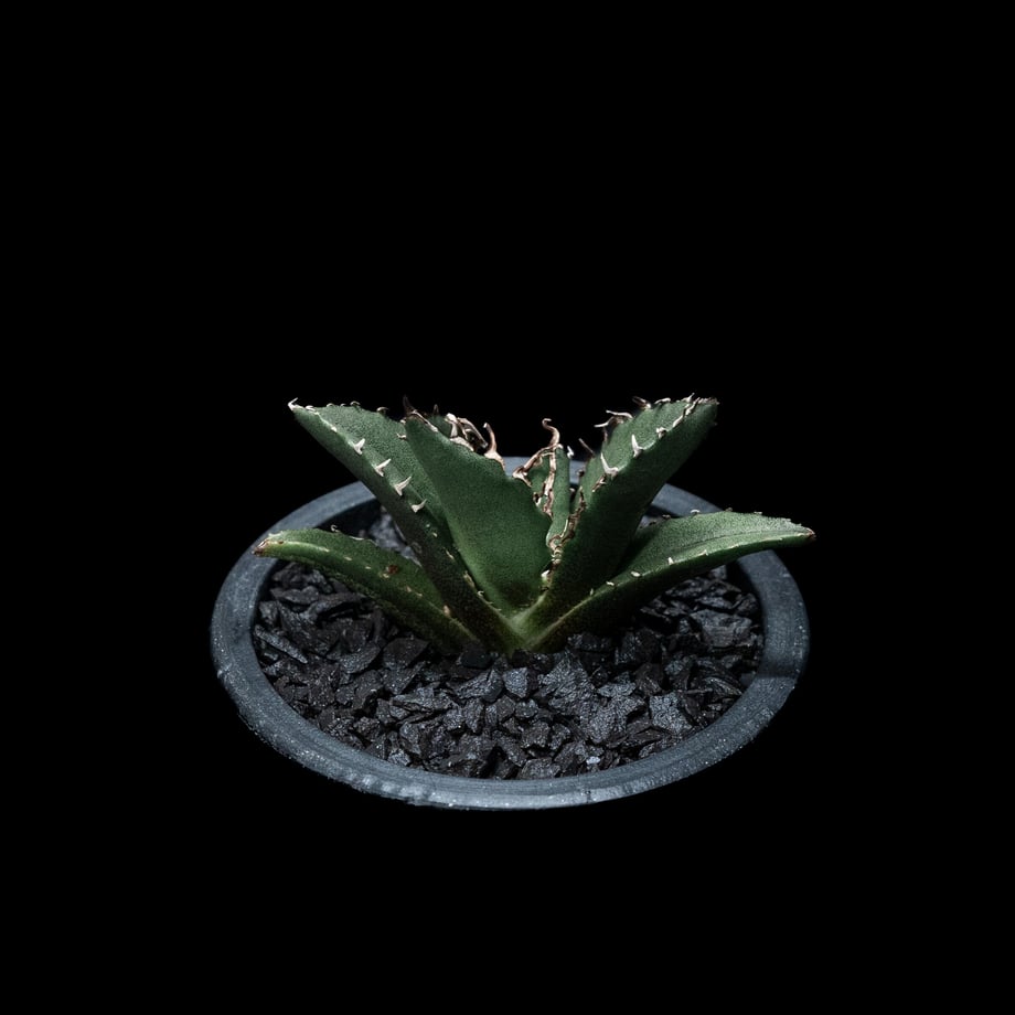 650bc40f7f5ecd0030b97447