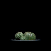 ユーフォルビア オベサ [多頭タイプ] / Euphorbia obesa f.caespitosa #11