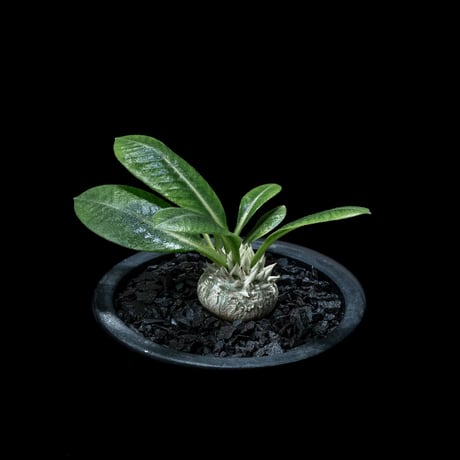 パキポディウム ブレビカウレ / Pachypodium brevicaule #3