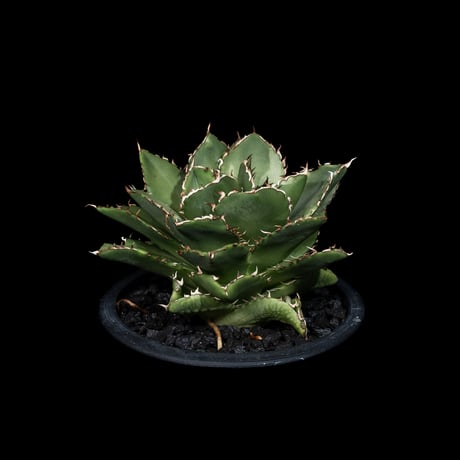 アガベ チタノタ フィリグリー (拇指厳竜) / Agave titanota ‘Filigree’ #26