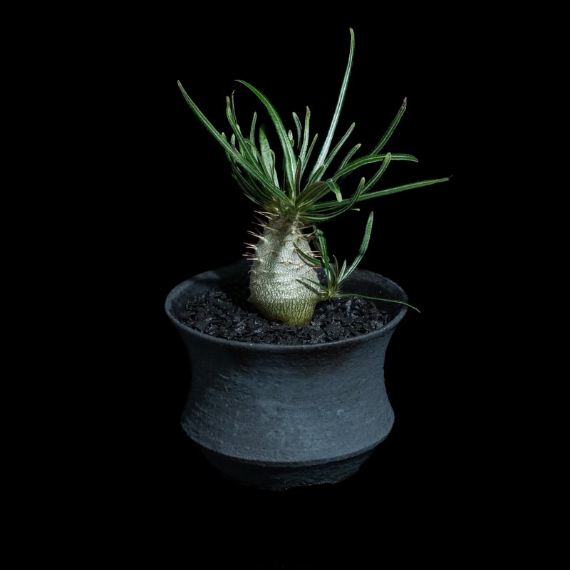 パキポディウム グラキリス / Pachypodium rosulatum var. grac