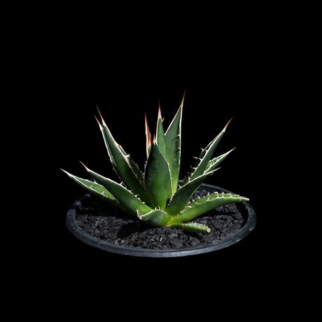 アガベ ホリダ / Agave horrida ssp. horrida #2