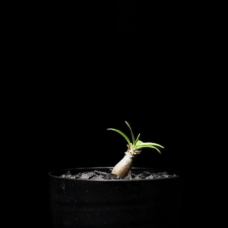 パキポディウム グラキリス / Pachypodium rosulatum var. gracilius #2