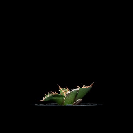アガベ チタノタ シーザー / Agave titanota ‘Caesar’ #44