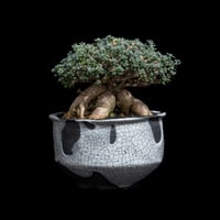 トリコディアデマ ブルボスム / Trichodiadema bulbosum #50