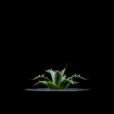 アガベ ユタエンシス ネバデンシス / Agave utahensis var. nevadensis #1