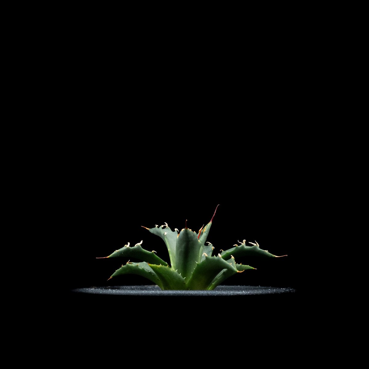 アガベ ユタエンシス ネバデンシス / Agave utahensis var. nevade