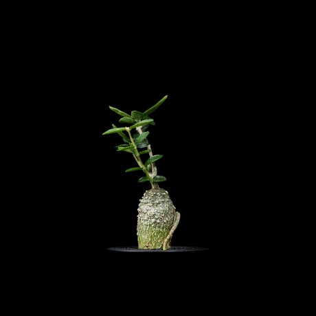 フォッケア エデュリス / Fockea edulis #8