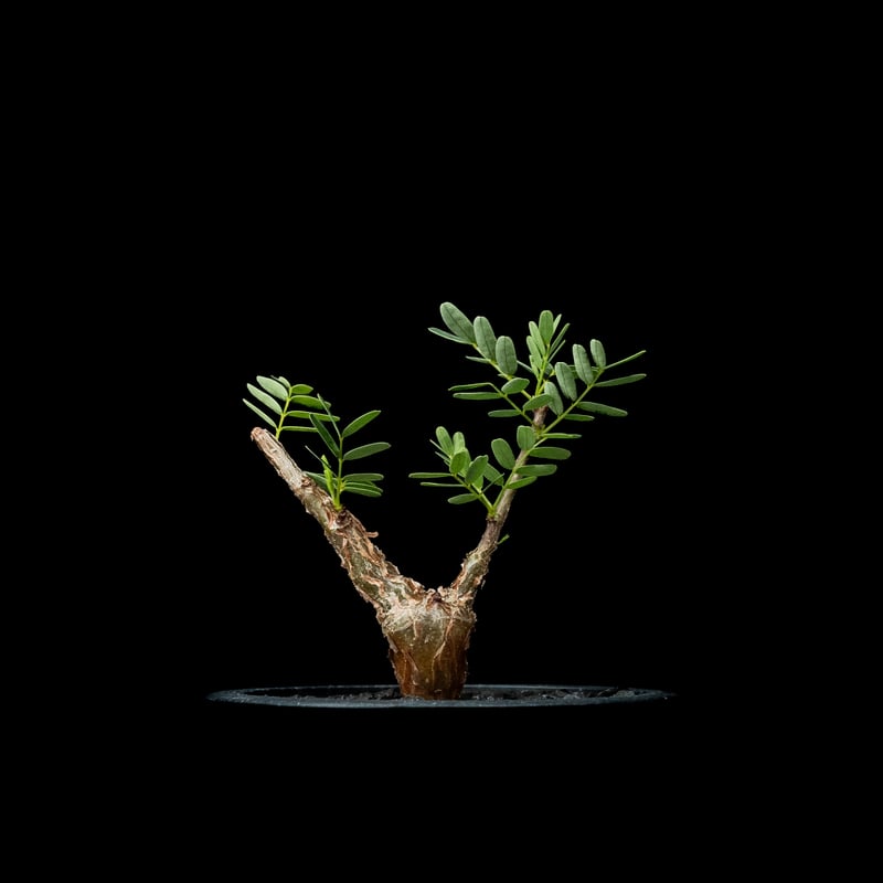 センナ メリディオナリス / Senna meridionalis #15 | Ducks (