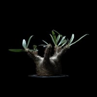 グラキリス　マカイエンセ 楽天市場】コーデックス：パキポディウム グラキリス＆エブレネウム