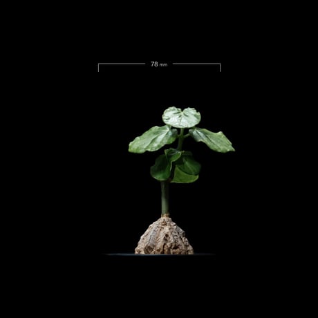 マテレア シクロフィラ / Matelea cyclophylla #7