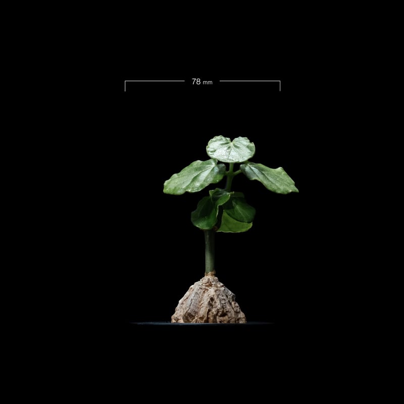 マテレア シクロフィラ / Matelea cyclophylla #7 | Ducks (