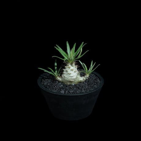 パキポディウム グラキリス / Pachypodium rosulatum var. gracilius #91