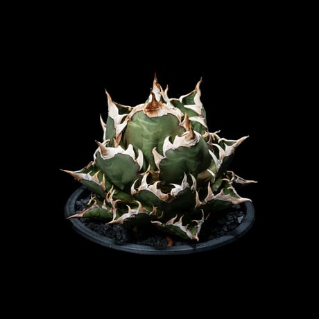 アガベ チタノタ レッド・キャットウィーズル / Agave titanota ‘Red Catweazle’ #3