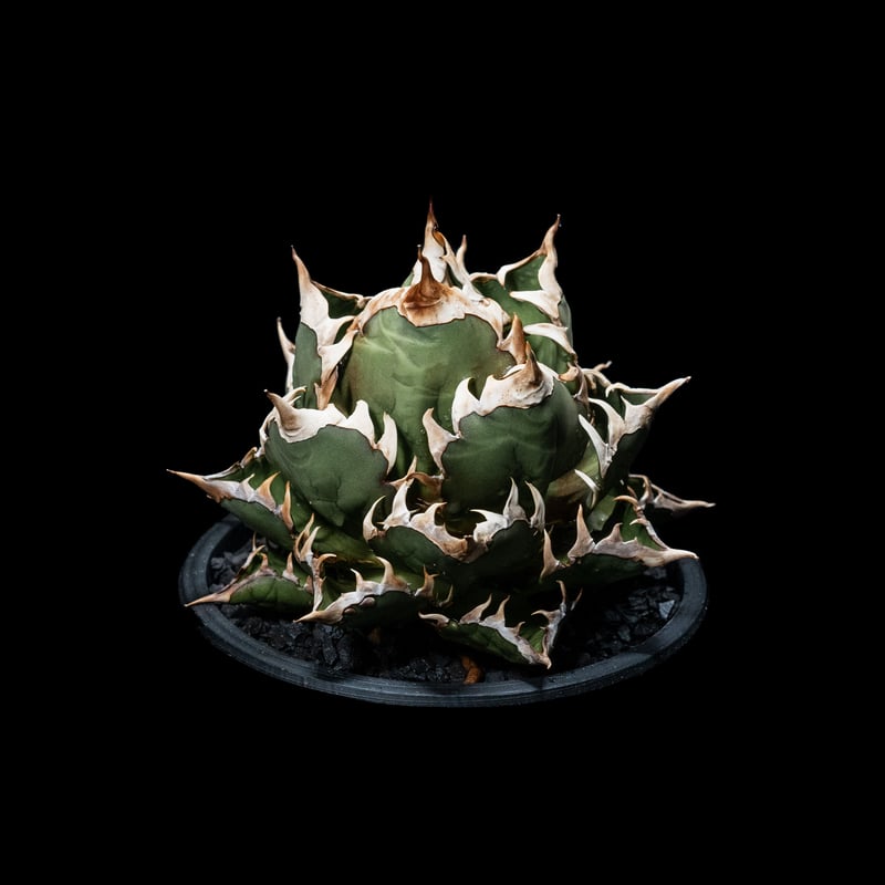 アガベ チタノタ レッド・キャットウィーズル / Agave titanota アガベ チタノタ レッド・キャットウィーズル / Agave titanota
