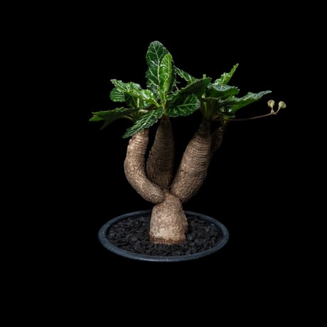 ユーフォルビア ノーザンマダガスカル / Euphorbia sp. nov northernmadagascar #1