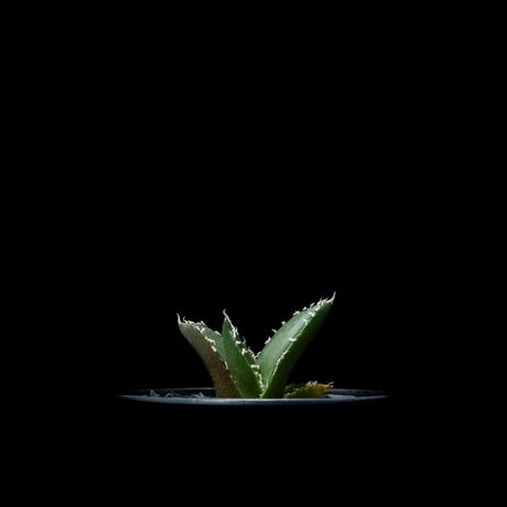アガベ チタノタ 南アフリカダイヤモンド / Agave titanota ‘South Africa Diamond’ #2