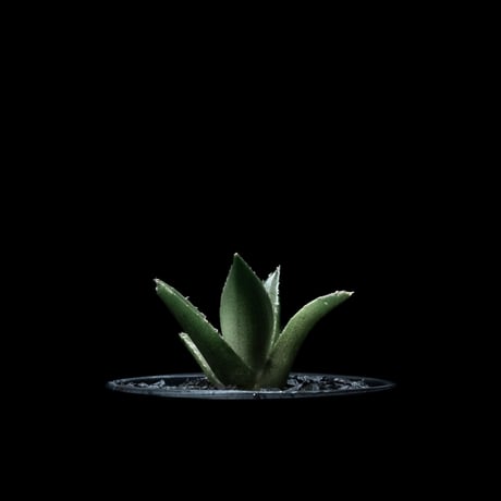 アガベ チタノタ ハデス / Agave titanota ‘Hades’ #5