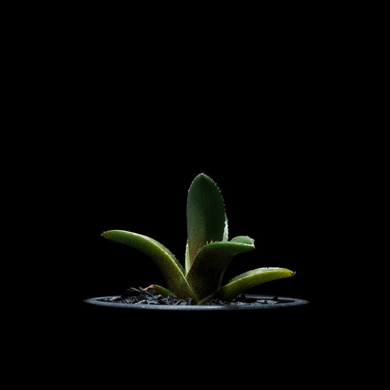 多肉植物アガベ チタノタ 黒火焔 小株 14株 発根済➕子株 23株 同梱 アガベ チタノタ ブラックファイヤー 