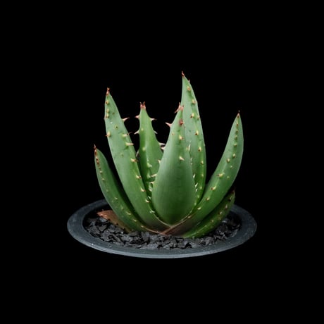 アロエ ペグレラエ / Aloe peglerae #3
