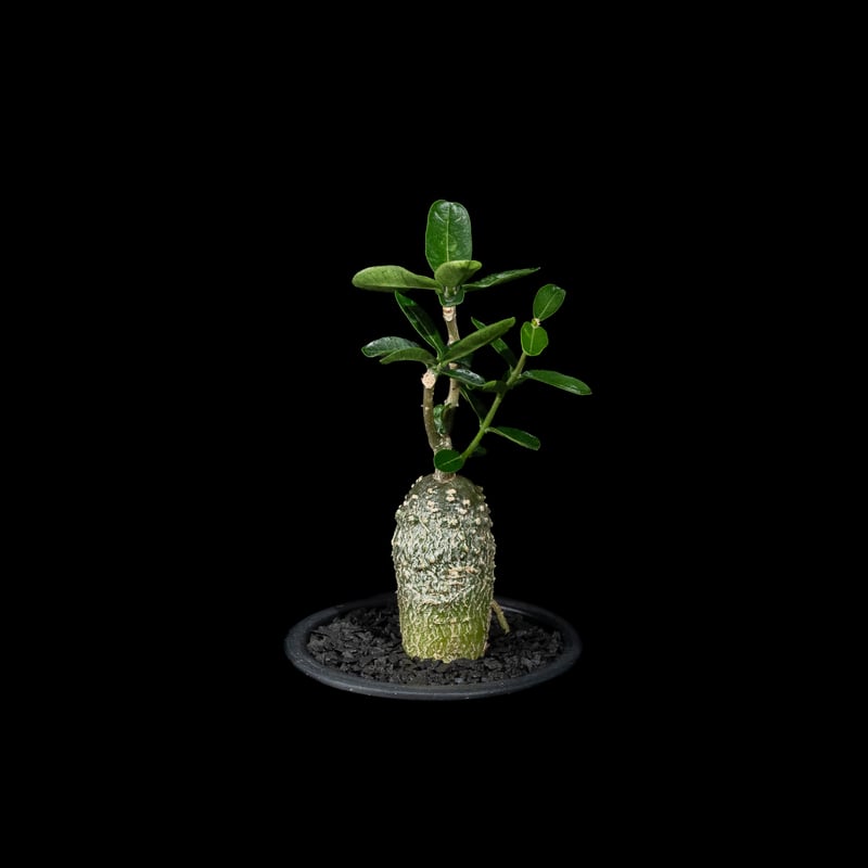 フォッケア エデュリス / Fockea edulis #8 | Ducks ( plants. )