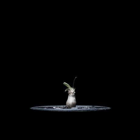 パキポディウム グラキリス / Pachypodium rosulatum var. gracilius #13